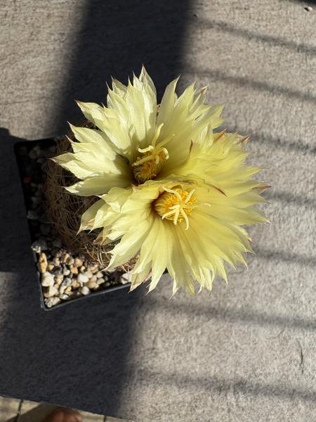 Coryphantha radians